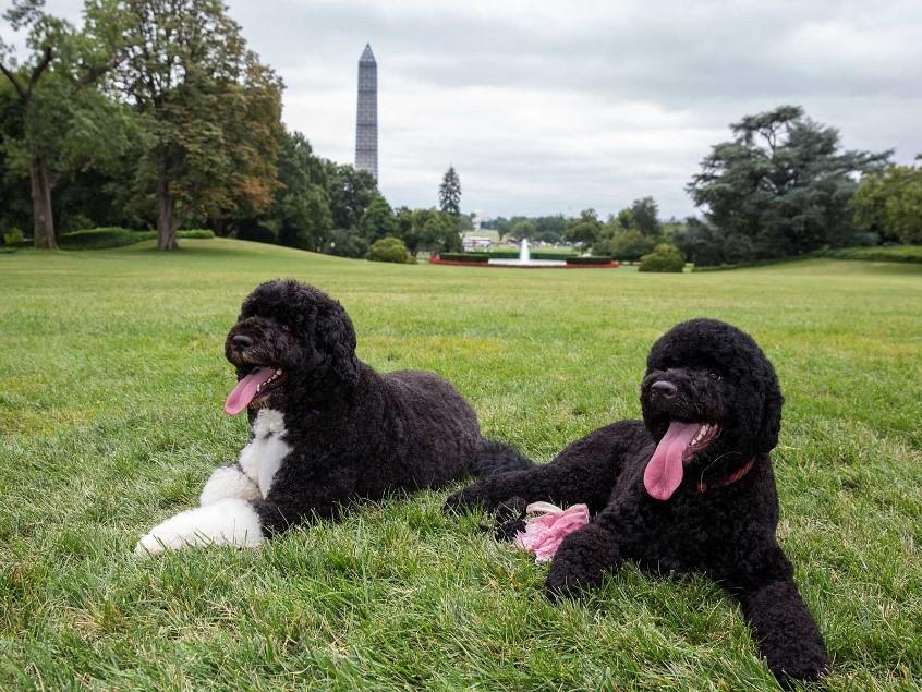 Furry Friends: Presidential Pets Throughout the Ages