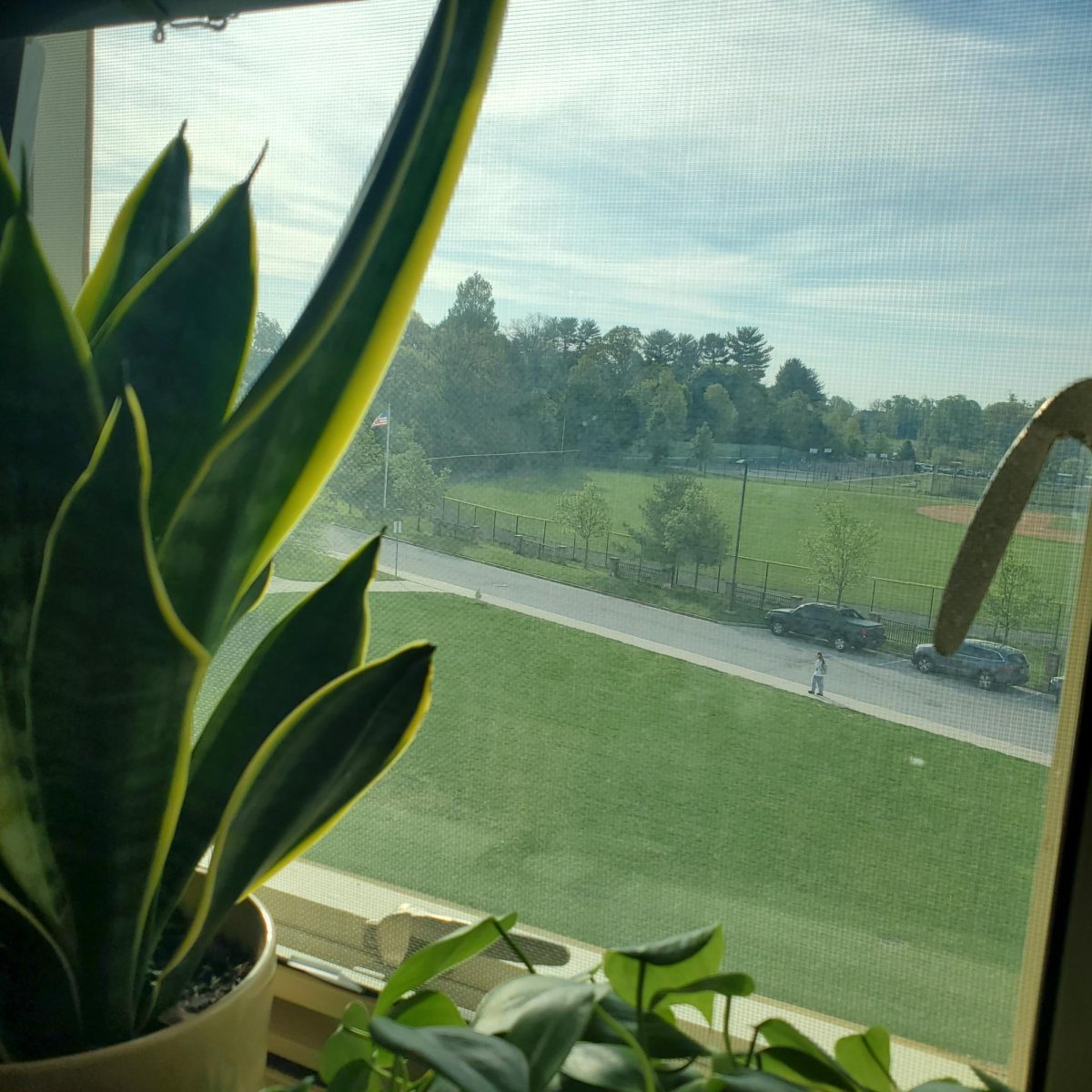 Plant in Window