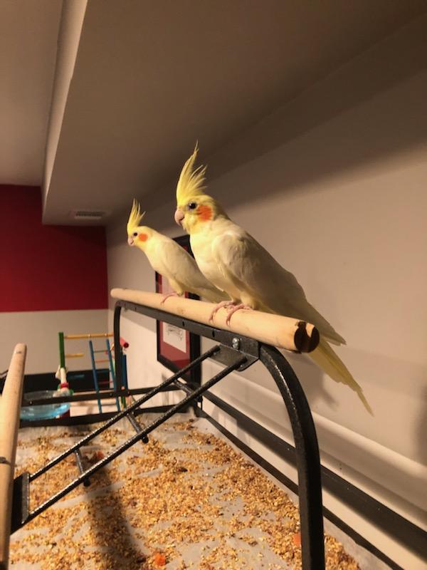 Two Cockatiels, Pika & Chu, Sitting Ontop Of A Perch