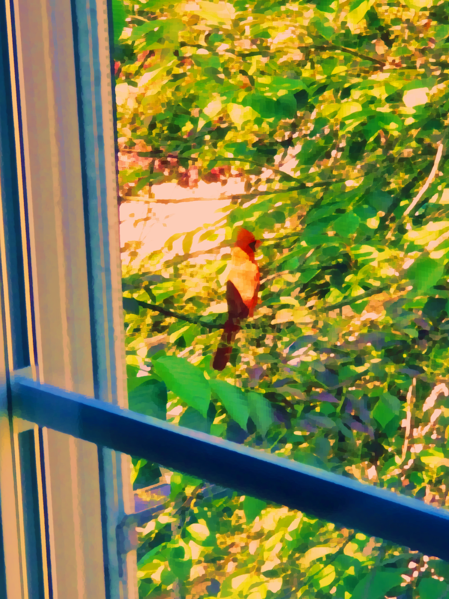 Robin in the Window