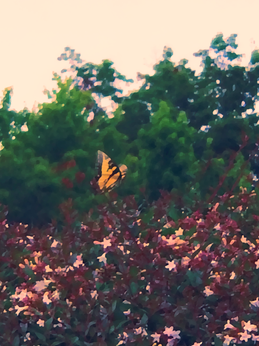 Butterfly Over Bush