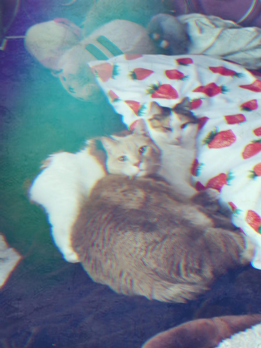 Cats, Texas & Pawley, on a Bed